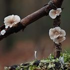 Herbstliches "Blumen-Gesteck"