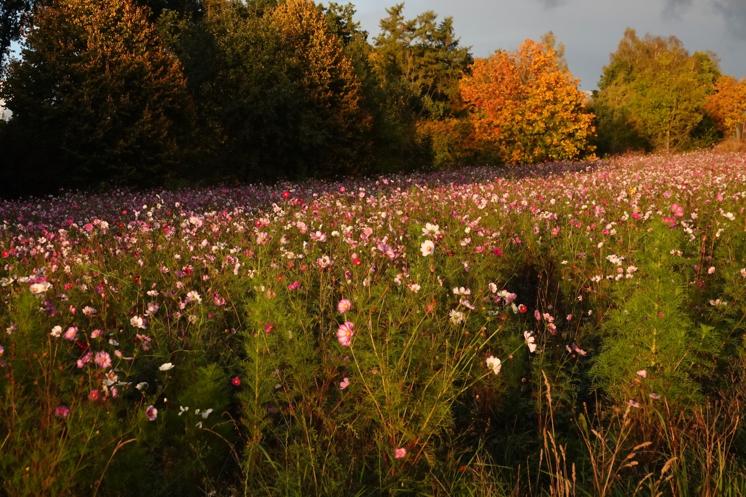 Herbstliches Blumenfeld