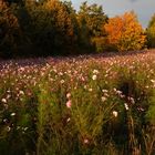 Herbstliches Blumenfeld