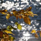 Herbstliches Bokeh