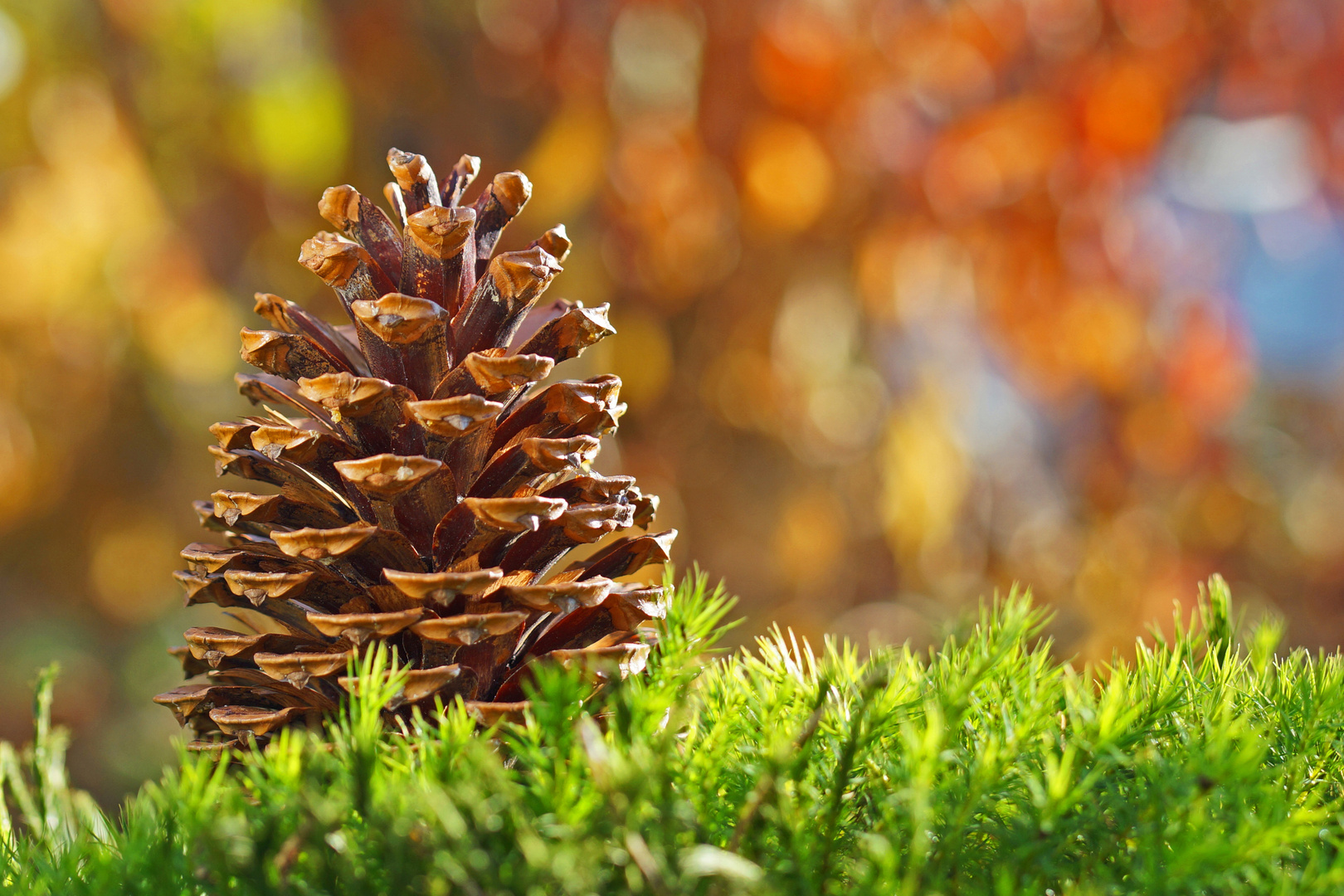 Herbstliches Bokeh