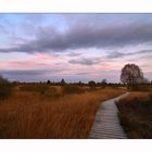 Herbstliches Brackvenn