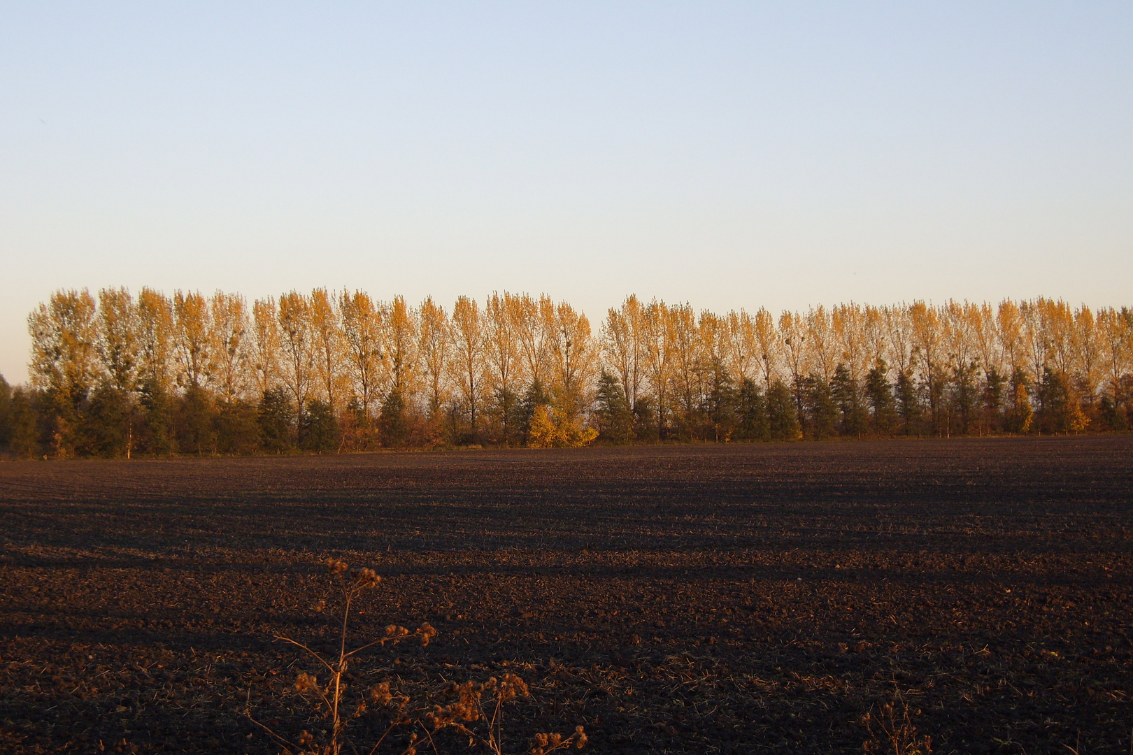 herbstliches Braun