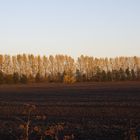 herbstliches Braun