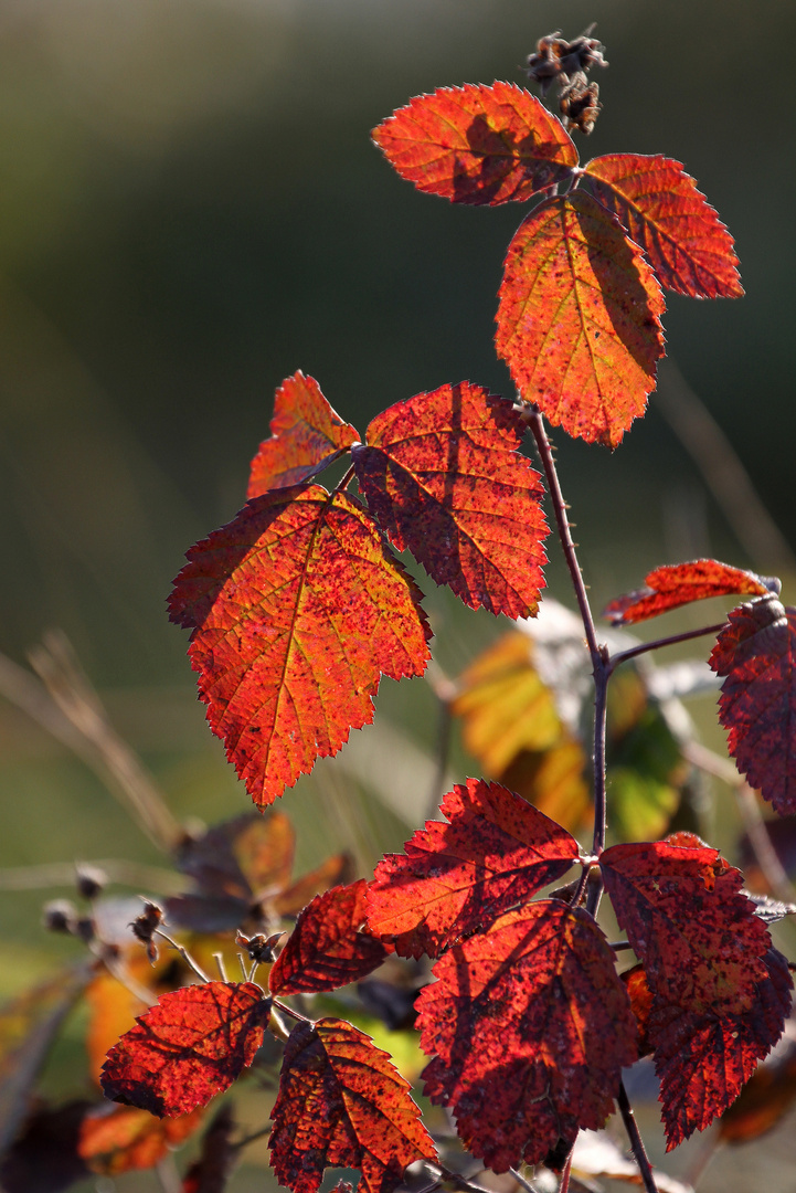 Herbstliches Brombeerlaub