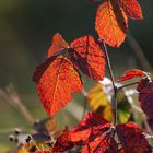 Herbstliches Brombeerlaub