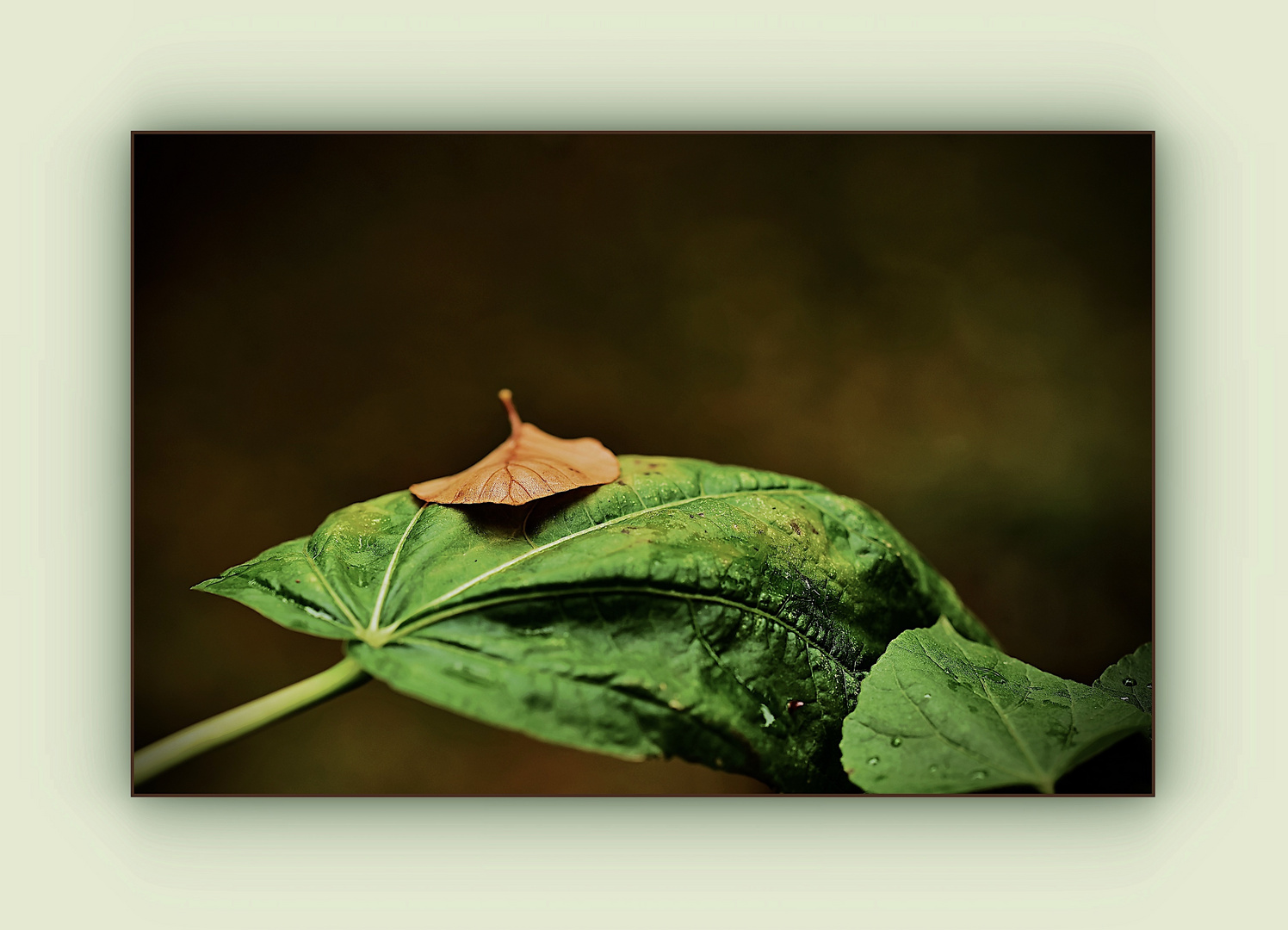 herbstliches Buchenblatt