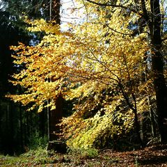 Herbstliches Buchenlaub