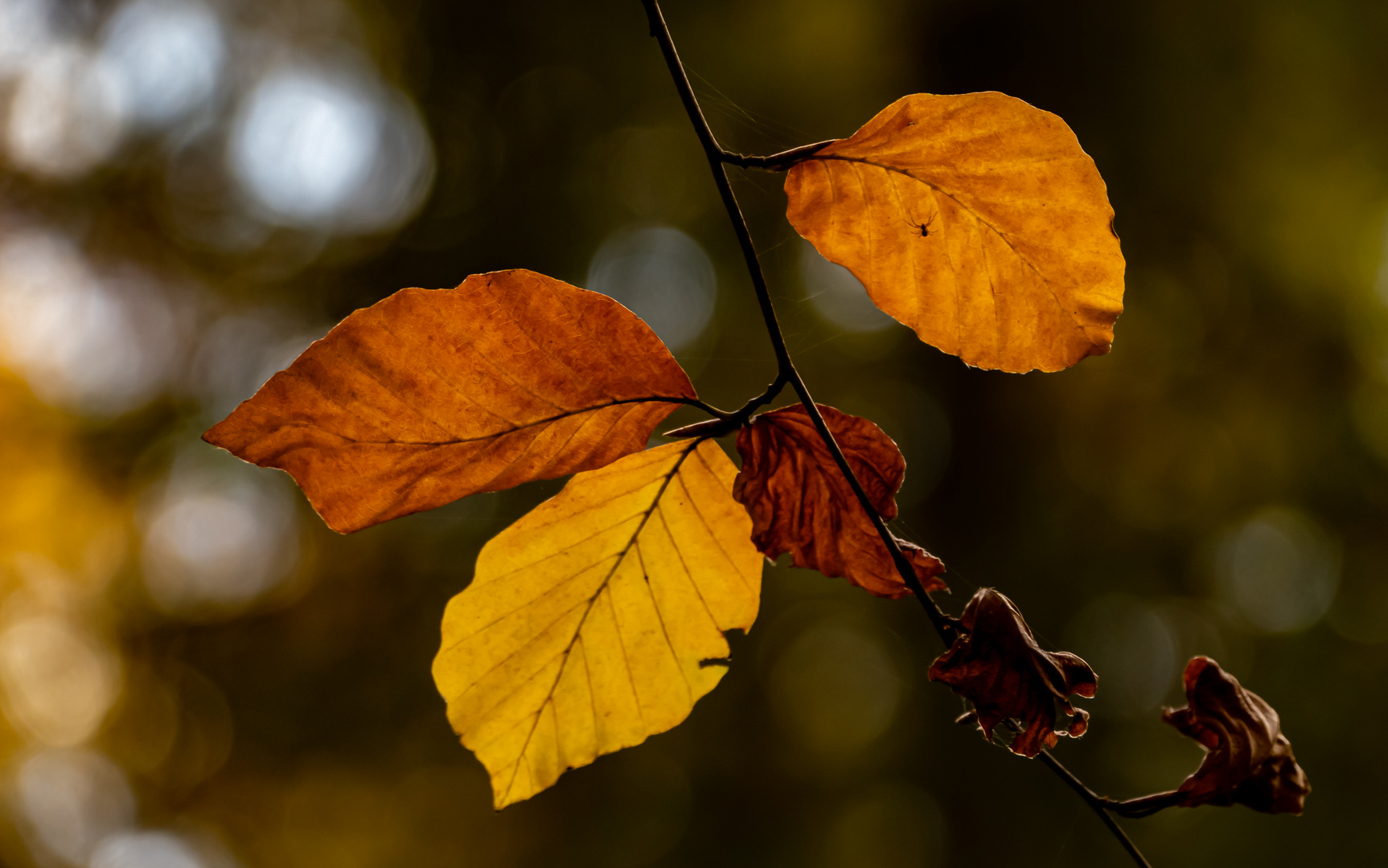 Herbstliches Buchenlaub