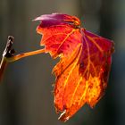 herbstliches bunt