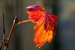 herbstliches bunt