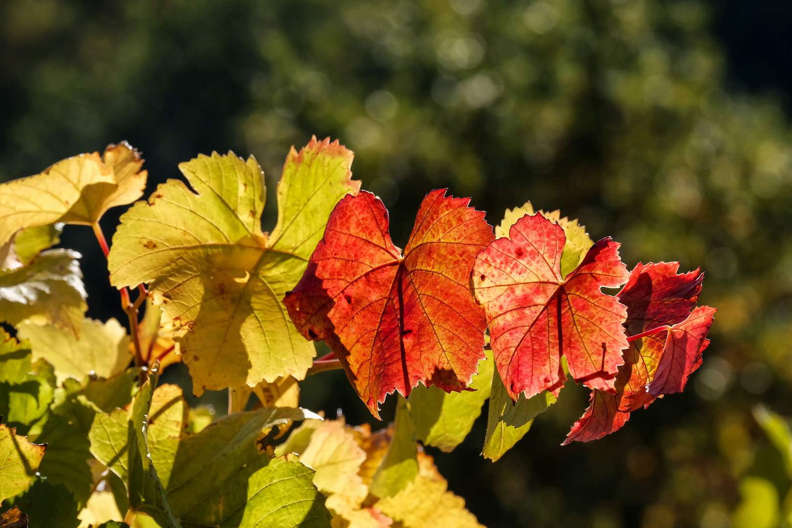 herbstliches bunt_2