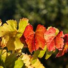 herbstliches bunt_2