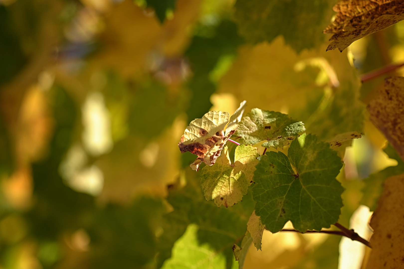 herbstliches bunt_3