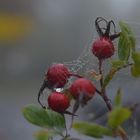 *herbstliches*