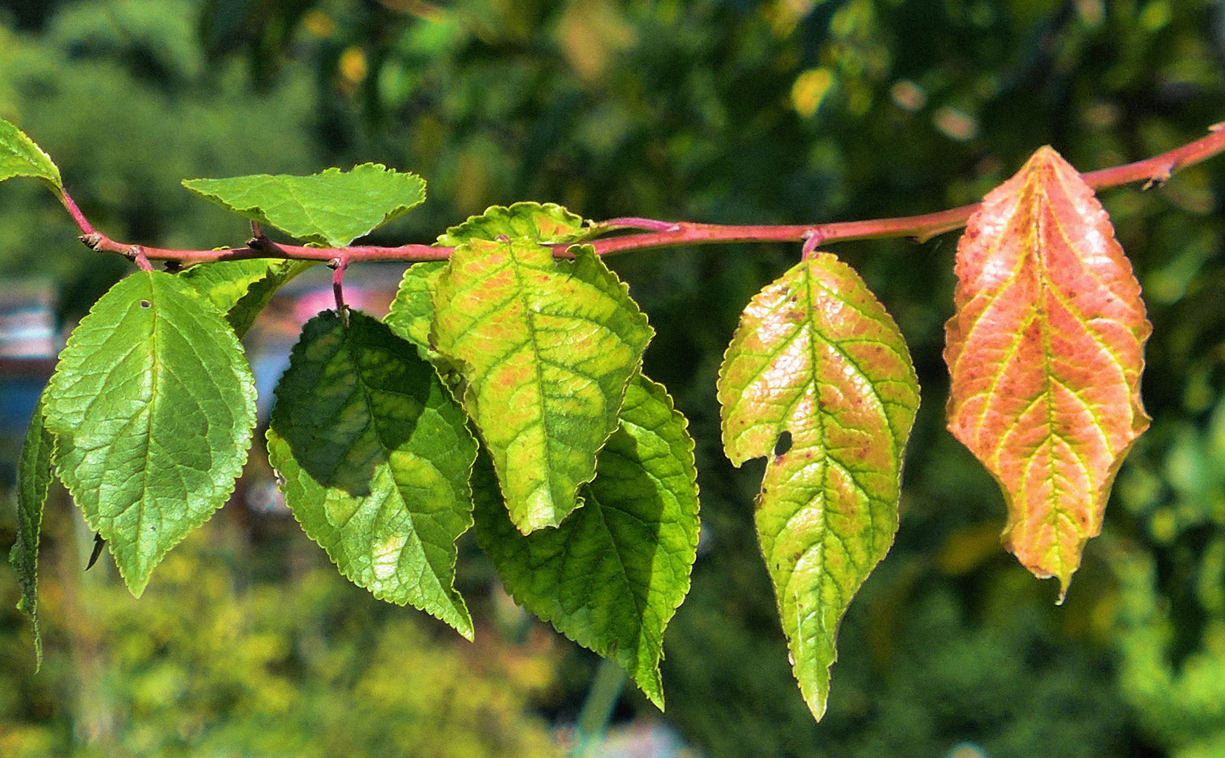 Herbstliches