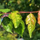 Herbstliches