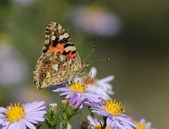 herbstliches