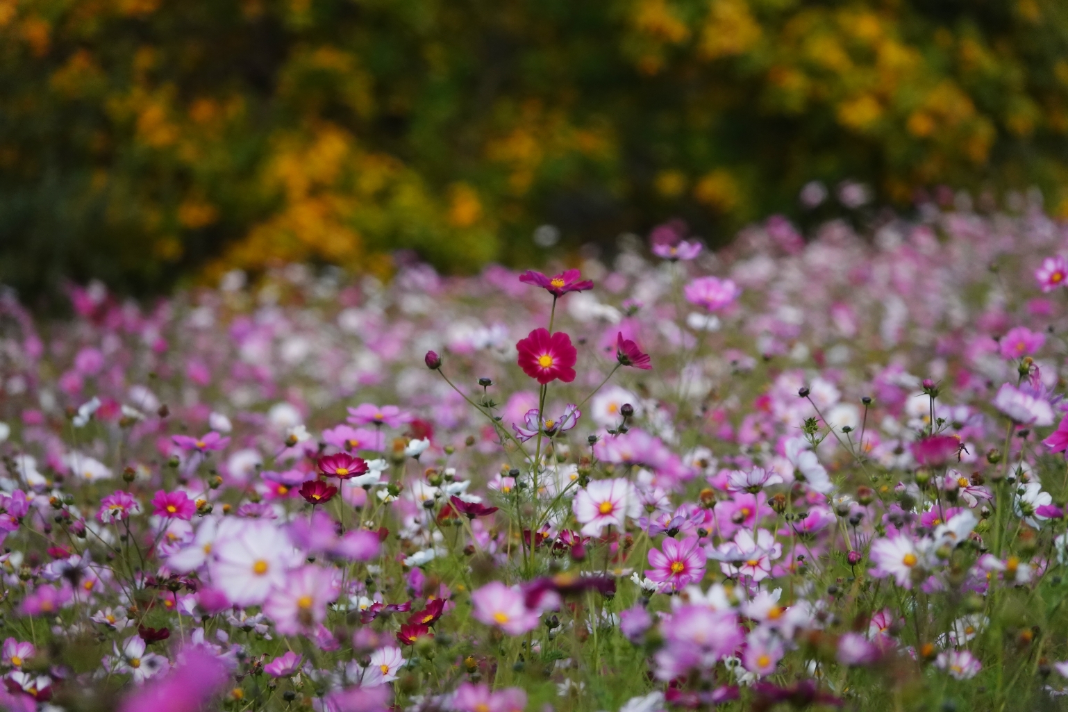 Herbstliches Cosmea Feld