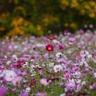 Herbstliches Cosmea Feld