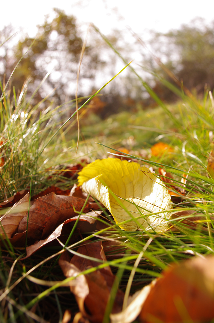 Herbstliches