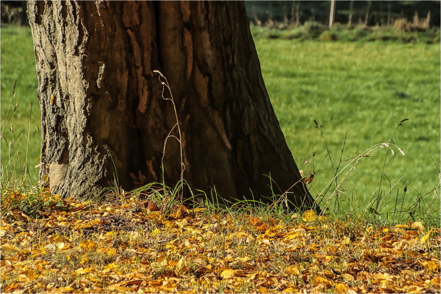 Herbstliches Detail