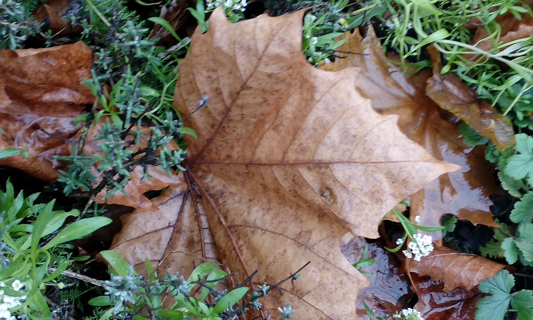 Herbstliches Detailblatt