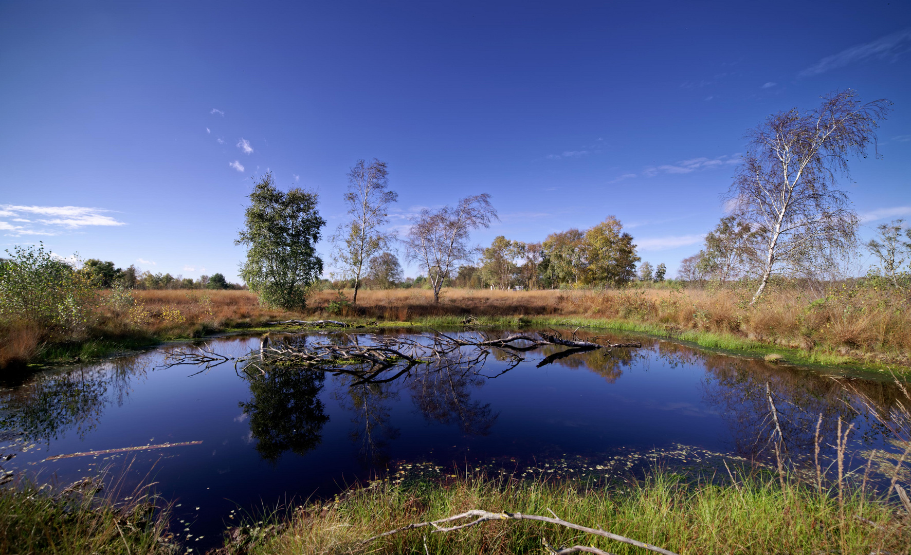 Herbstliches Diepholzer Moor.