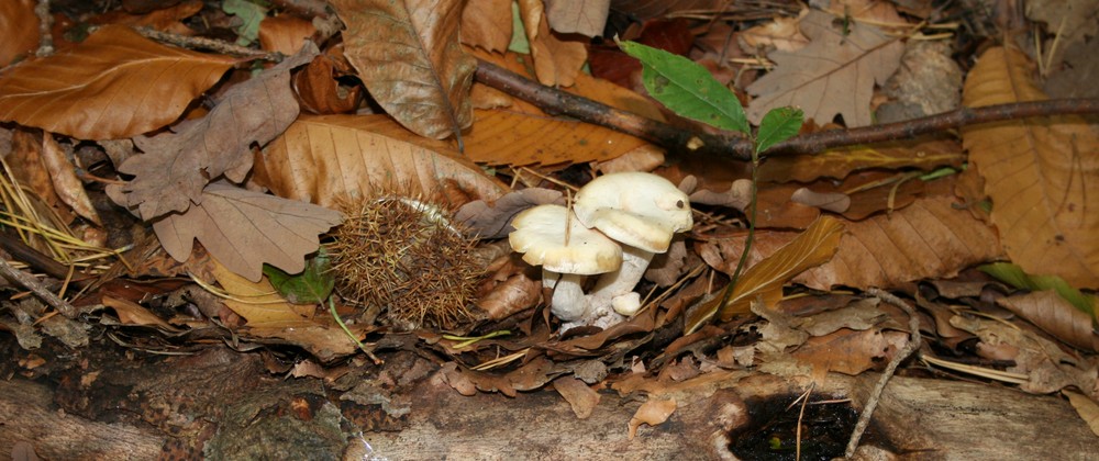 herbstliches Dreierlei