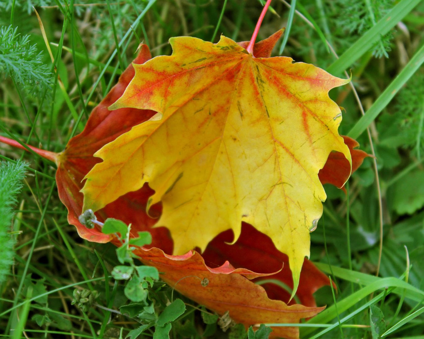 Herbstliches Duo