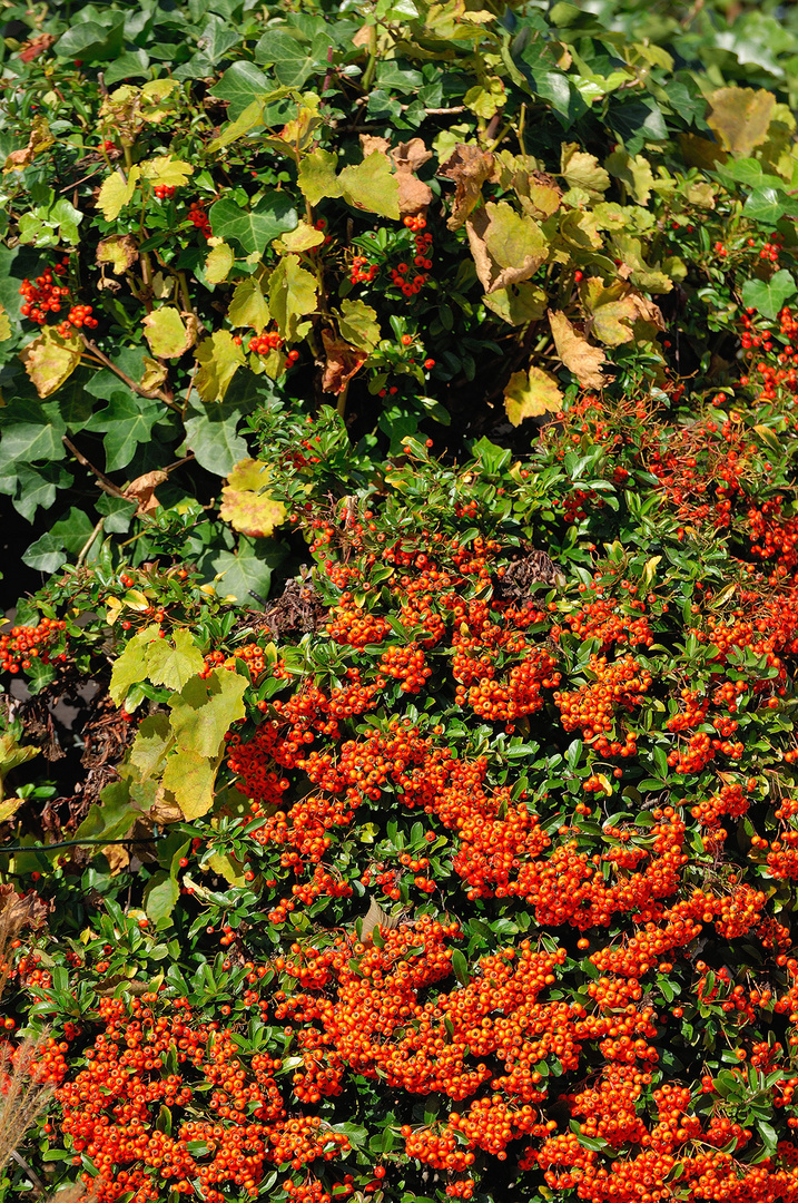 Herbstliches Durcheinander