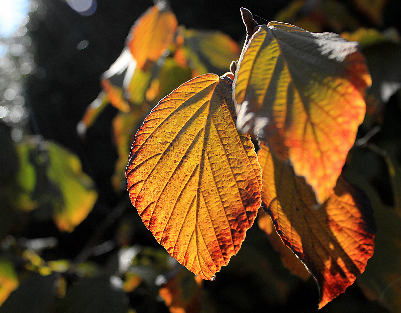 Herbstliches