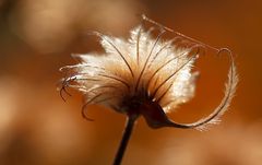 Herbstliches