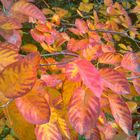 Herbstliches