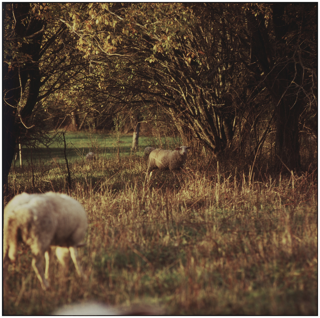 Herbstliches