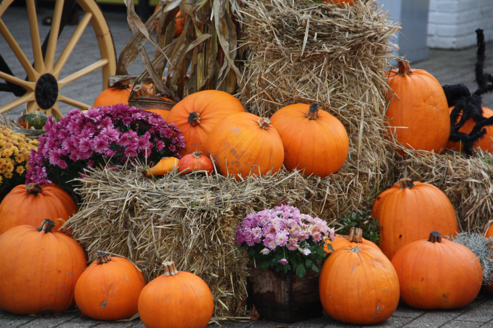 ~ Herbstliches ~