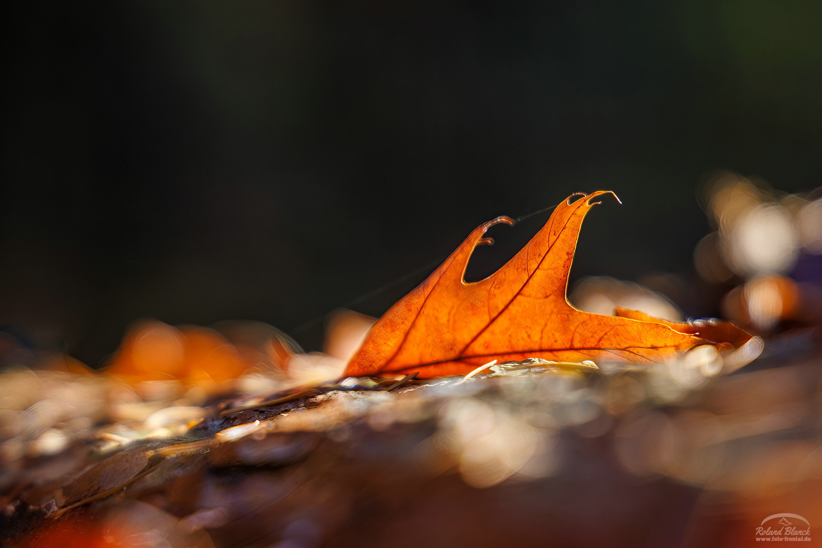 Herbstliches