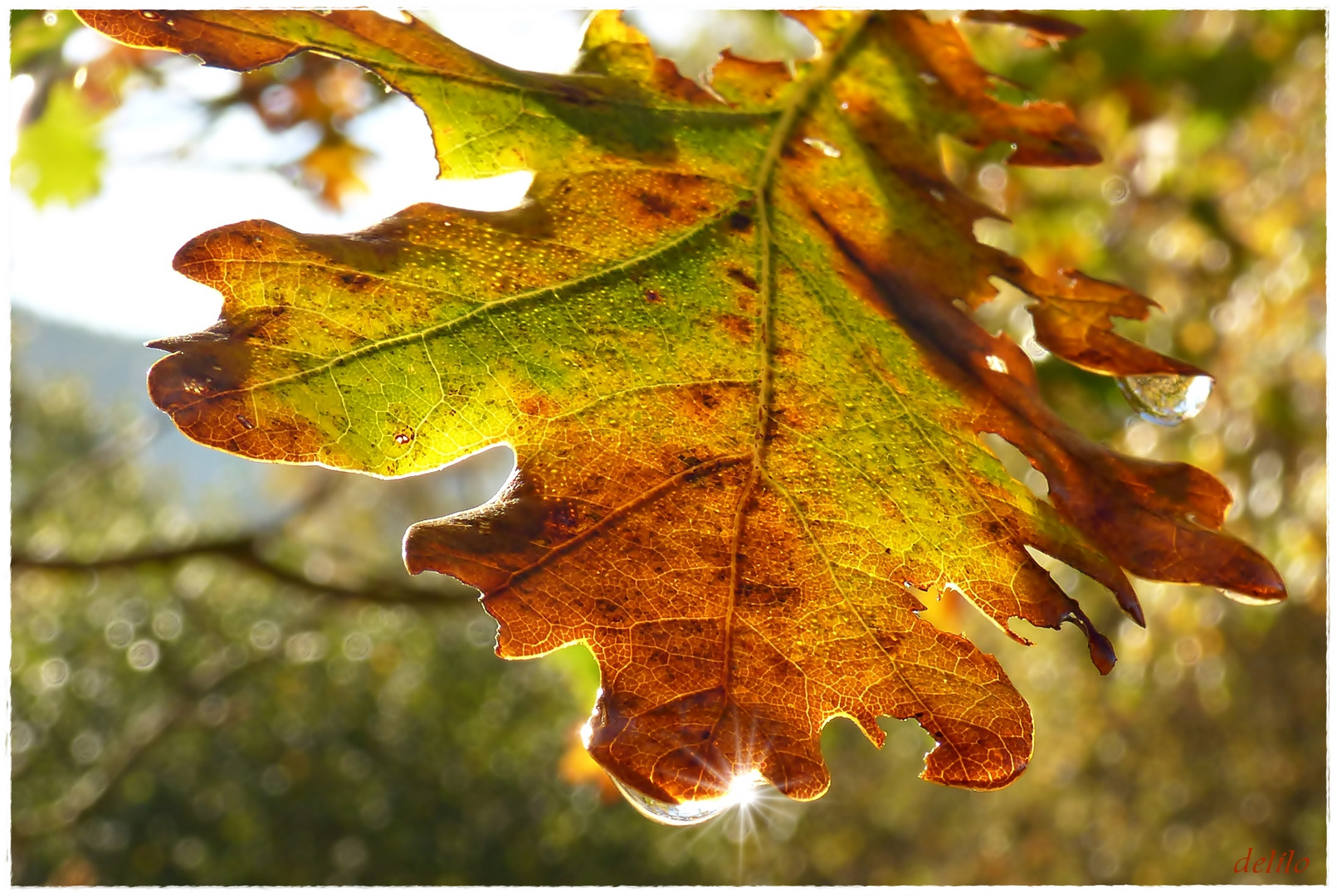 herbstliches Eichenblatt in der Sonne