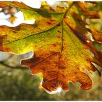 herbstliches Eichenblatt in der Sonne