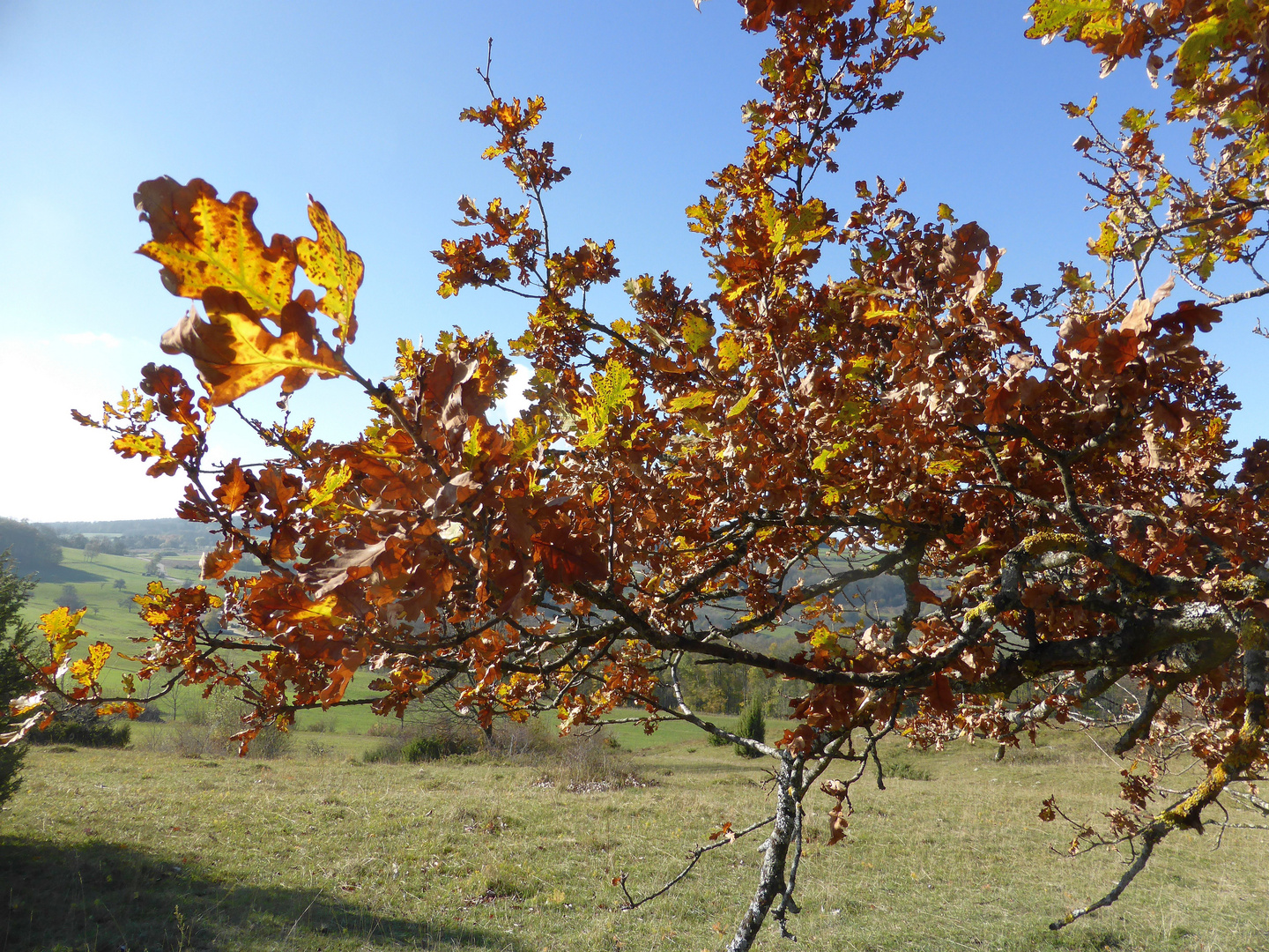 Herbstliches Eichenlaub