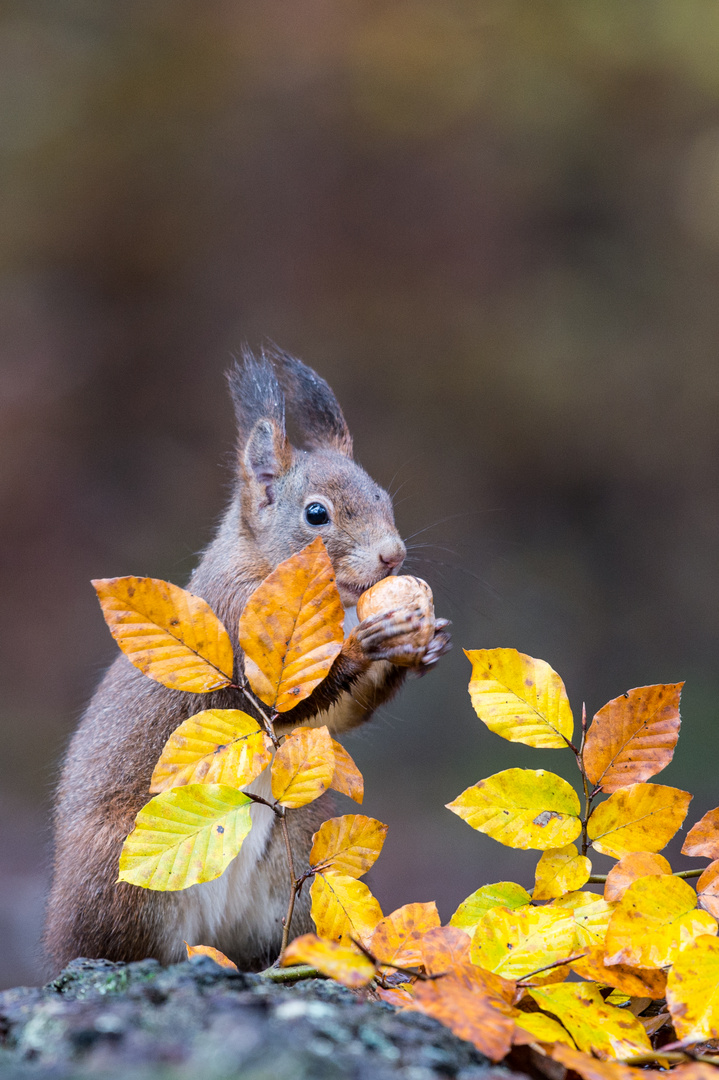 Herbstliches Eichhörnchen