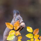 Herbstliches Eichhörnchen