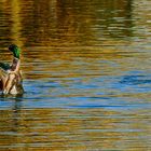 herbstliches Entenballett