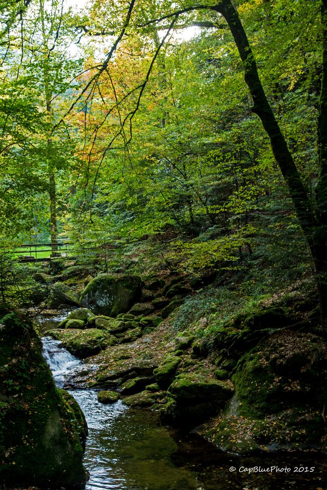 Herbstliches Erlebnis Wald mit Bach