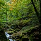 Herbstliches Erlebnis Wald mit Bach