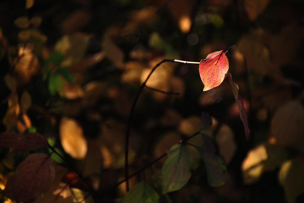 herbstliches Erröten