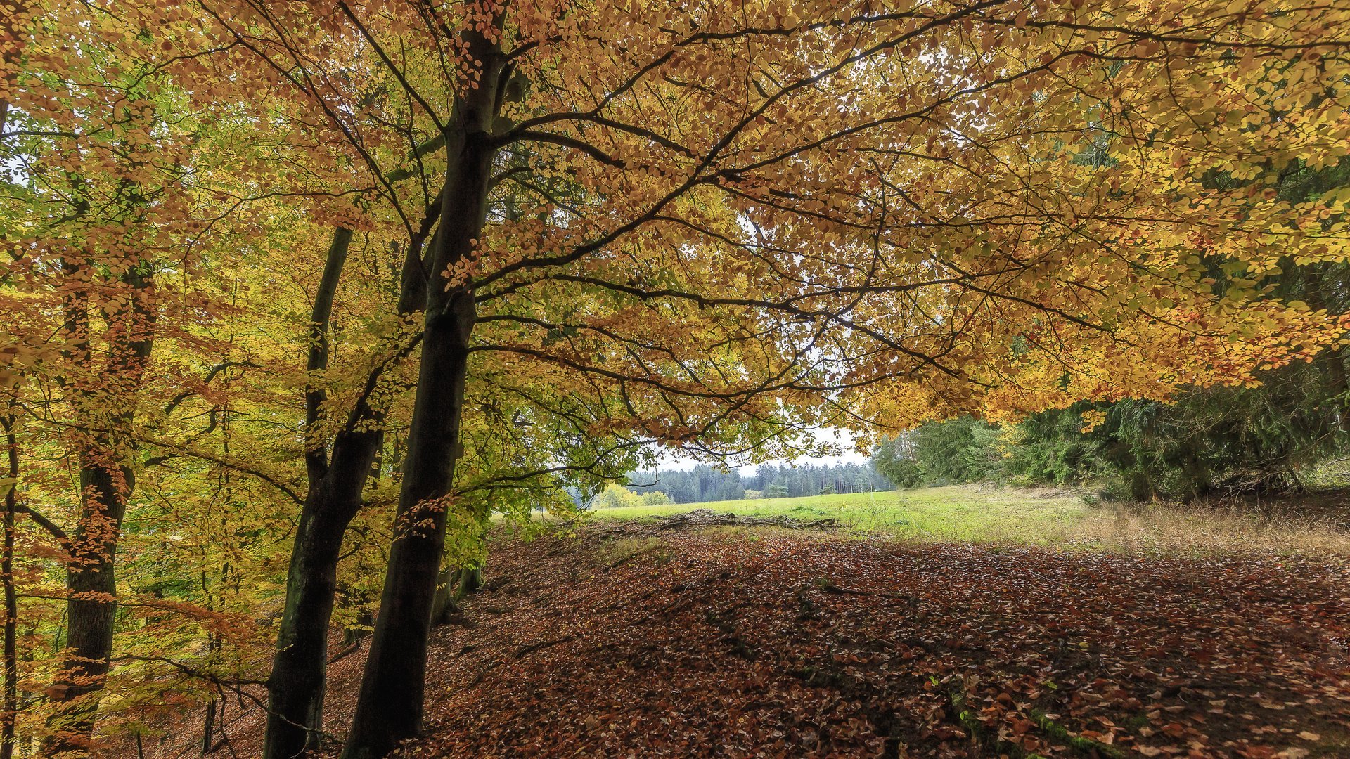 Herbstliches