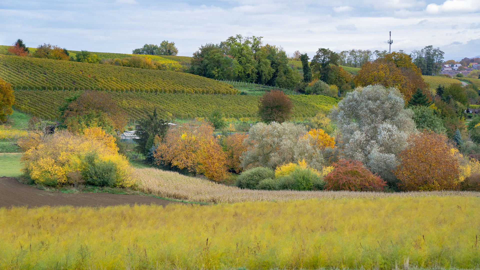 Herbstliches Farbenensemble