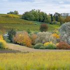 Herbstliches Farbenensemble