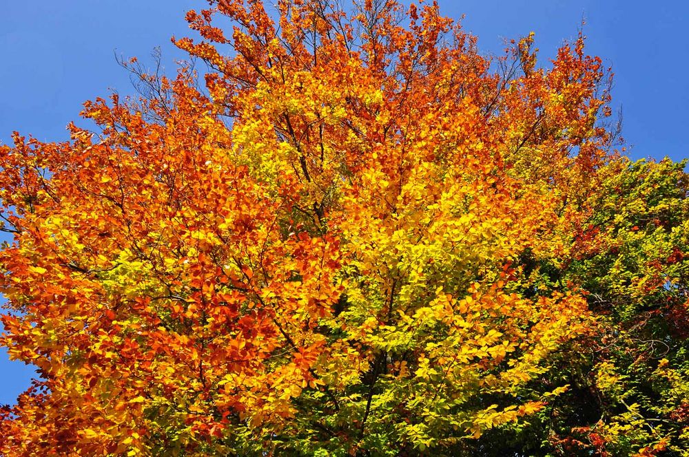 Herbstliches Farbenspiel